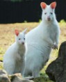 /album/animaux-albinos/walaby-albinos-jpg/